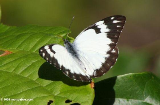 الفراشة البيضاء Ug5_51541
