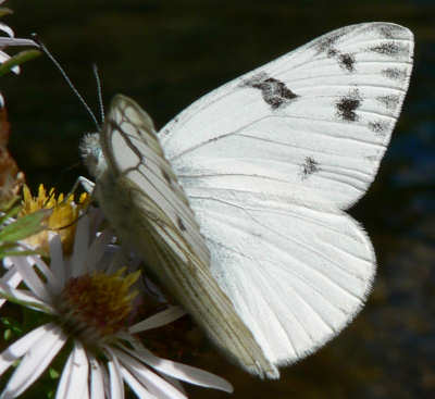 الفراشة البيضاء Western-white-male
