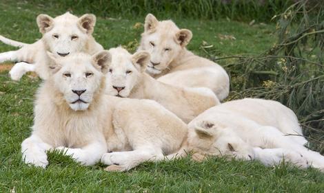 الأسد الأبيض White-lion-cubs