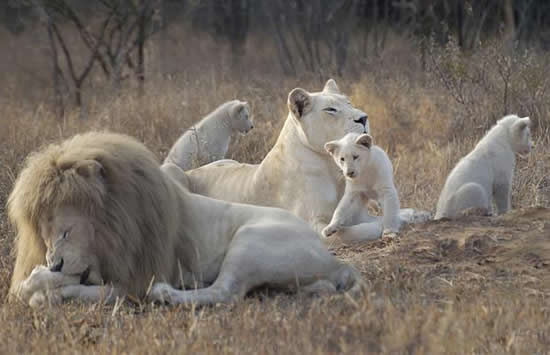 الأسد الأبيض White-lions