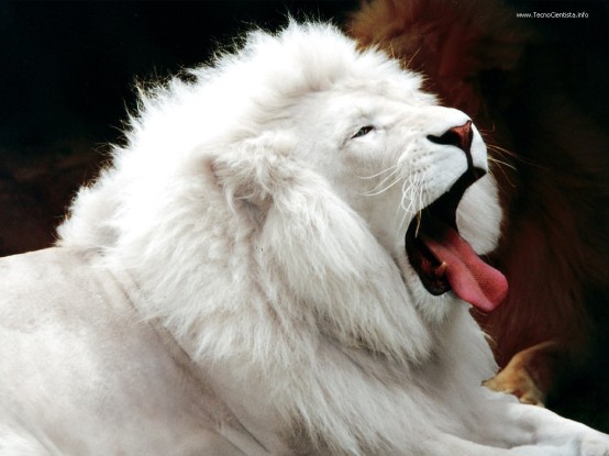 الأسد الأبيض White_lion