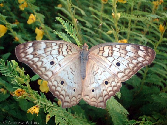 الفراشة البيضاء White_peacock_butterfly_3