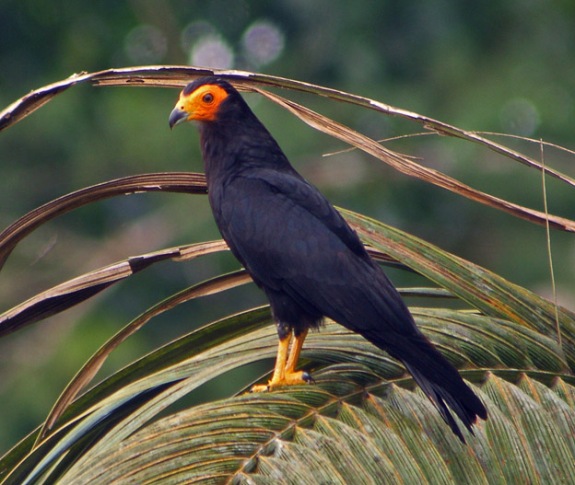 طائر كاراكارا - من الطيور الجارحة Black-caracara-shiripuno_06291