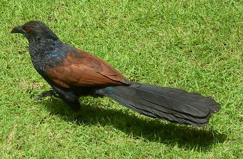 الغراب  Burung-but-but-greater-coucal