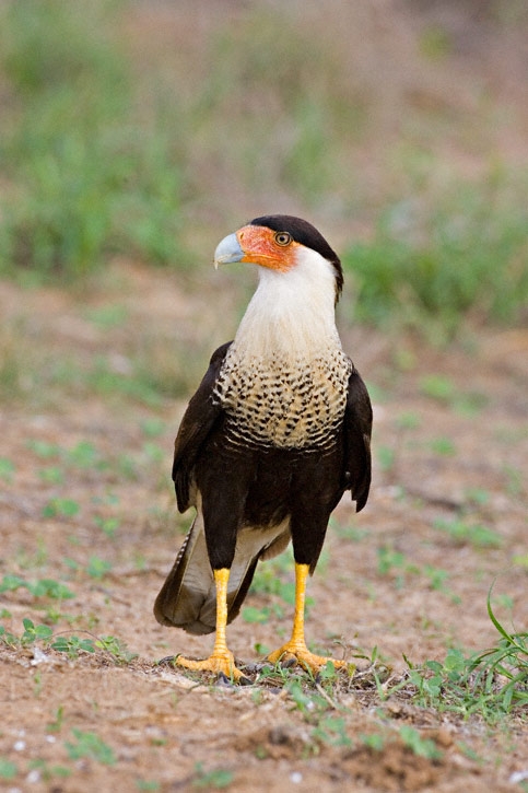 طائر كاراكارا - من الطيور الجارحة Crested-caracara