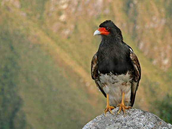 طائر كاراكارا - من الطيور الجارحة Mountain_caracara