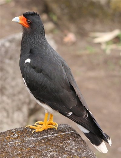 طائر كاراكارا - من الطيور الجارحة Red_throated_caracara