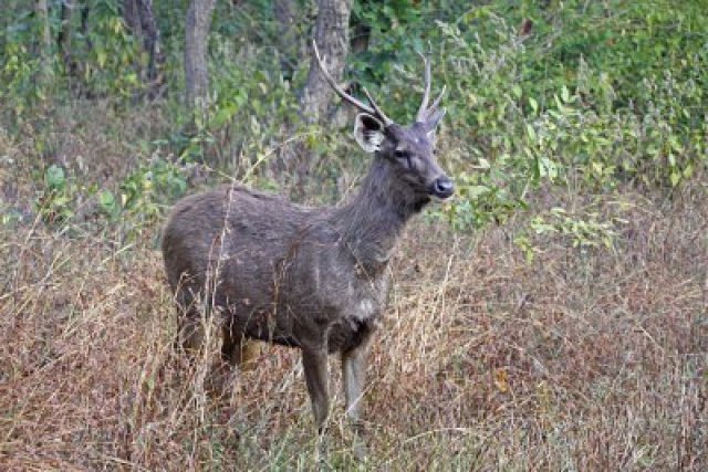 محمية حيوانات  7672615-male-sambar-deer-in-kanha-national-park-india