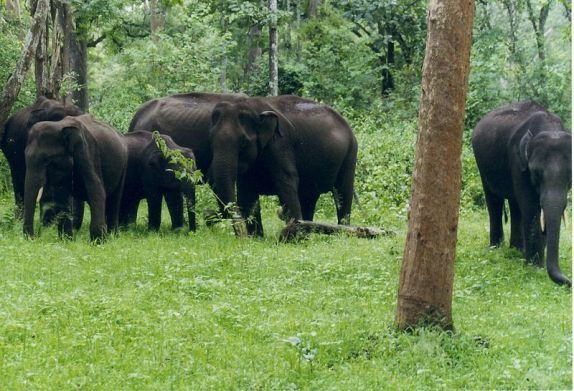 محمية حيوانات  800px-elephants_nagarahole_wls