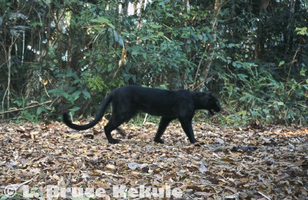 محمية حيوانات  Black-leopard-in-kaeng-krachan-w
