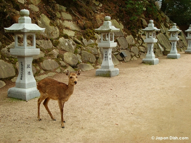 انواع  الغزال Miyajima-deer