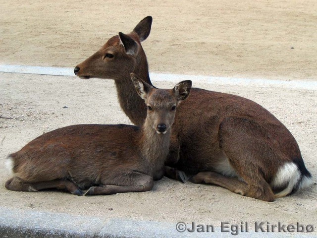 انواع  الغزال Miyajima-deer1