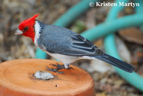 كاردينال احمر العرف Natura-tours-red-crested-cardinal-2