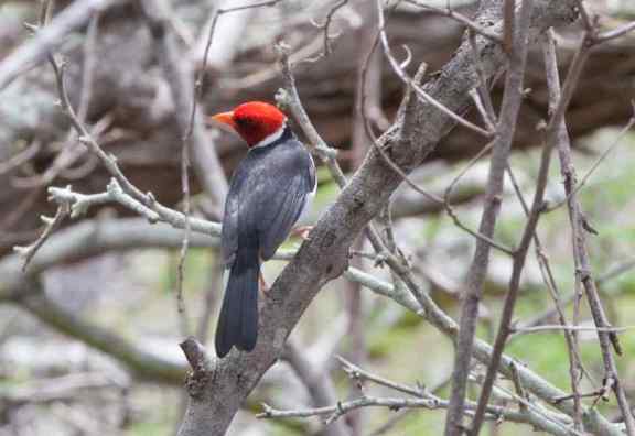 كاردينال احمر العرف Red-crested-cardinal-1