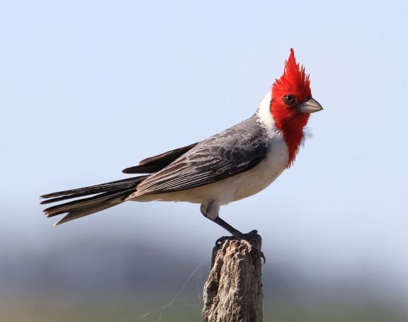 كاردينال احمر العرف Red-crested-cardinal-img_0846