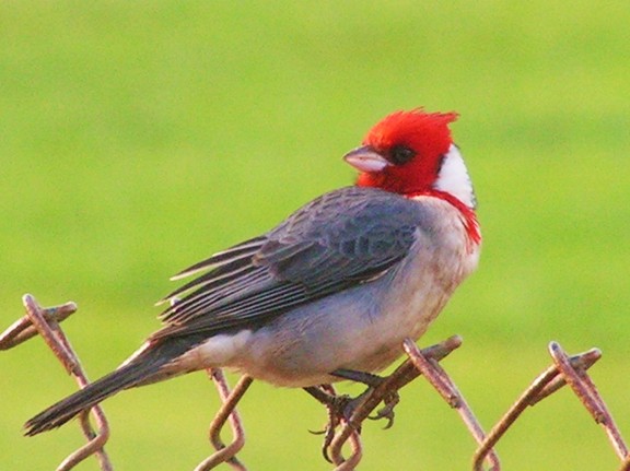 كاردينال احمر العرف Redheaded-bird-1