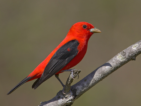 اجمل طيور العالم..شاهدوا Scarlet-tanager