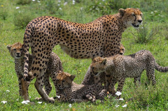 الحيوانات وصغارها Cheetah-w-cubs