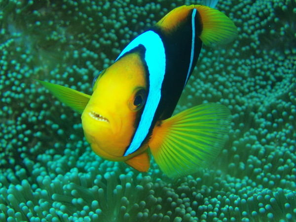 اسماك المهرج 2472612-clown-fish-0