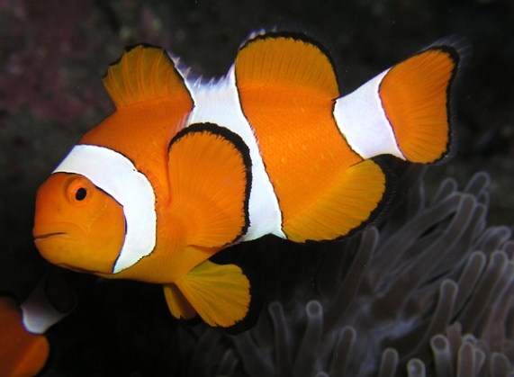 اسماك الزينة Clownfish1