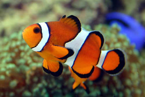 اسماك الزينة Ocellaris-clownfish