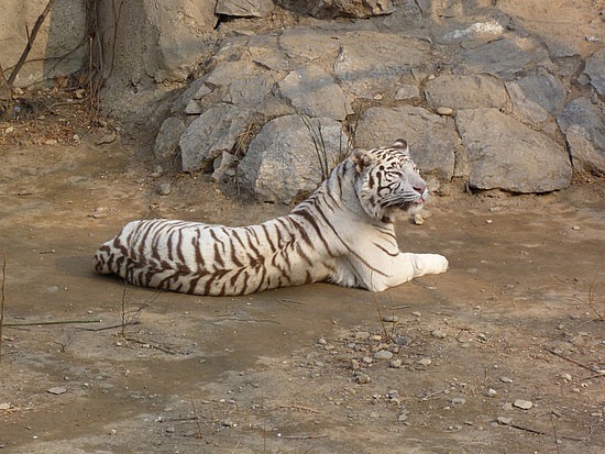 1.1299085626.white-tiger-in-beijing-zoo