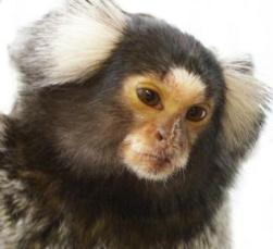 القرود الامريكيه صور القرود الامريكيه انواع القرود الامريكيه بالصور