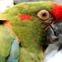 red-fronted-macaw-01