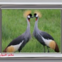 Crowned-Cranes