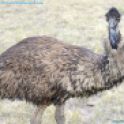 Australian-Bird-List-Emu