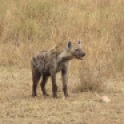 hyenatanzania