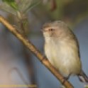 List-of-Australian-Birds-Weebill