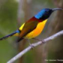 8. Green-tailed Sunbird - this exquisite sunbird is a pleasantly common feature of Bhutanese forests-001