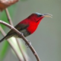 Crimson-Sunbird-Bird