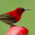 Crimson-Sunbird-Lovely-Bird