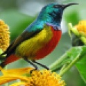 Regal-Sunbird