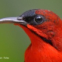 Sunbird-Crimson-D81_1425.100
