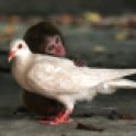 The-macaque-and-the-dove-002