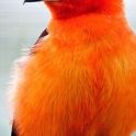 144968b239beddbf5bf83e945ced2c17--orange-color-orange-birds